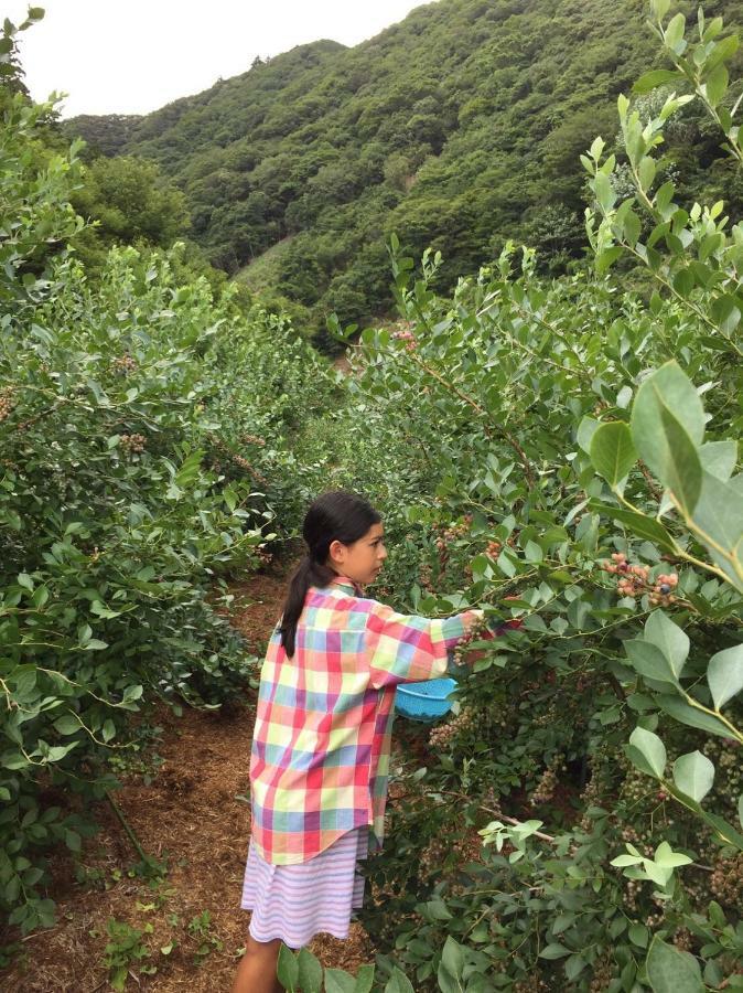 Kumano Winery Guest House Танабе Екстериор снимка